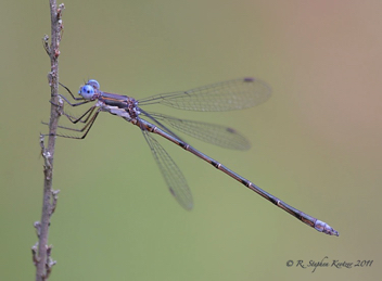 Lestes congener, male